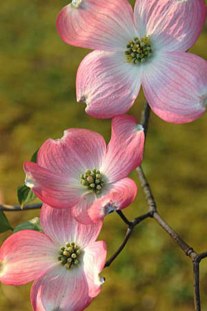 dogwood flowers